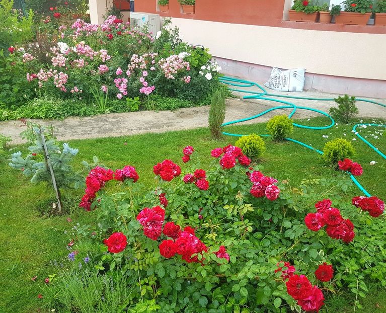 Nu ma mai satur sa-l pozez - Deep Impression