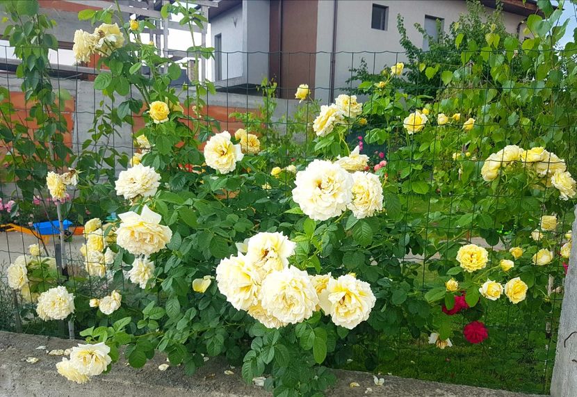 Cyrano de Bergerac-urcator - 1 Nou Trandafiri 2024