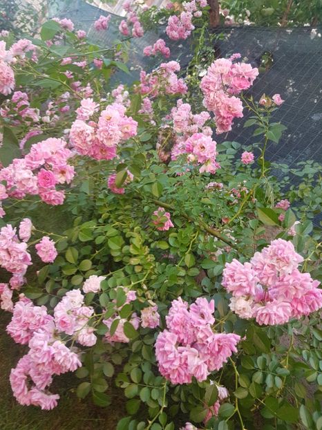 The Fairy - 1 Nou Trandafiri 2024