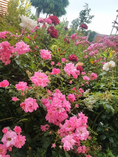 Mirato - 1 Nou Trandafiri 2024