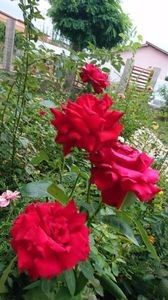 Damme de coeur, 1 disp - 1 Nou Trandafiri 2024