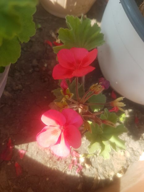 Muscata roz intens, spre corai - Plante de interior