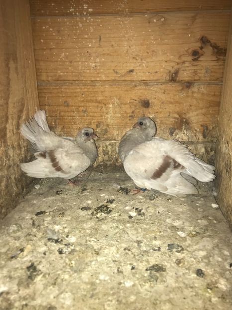 0BCD58CE-2045-4A63-B215-C3BBE409B8E5 - Zburători Argintii