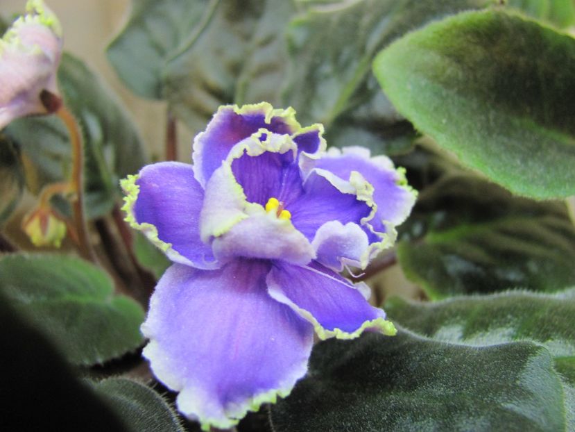  - ZZZLE Legkaya Grust