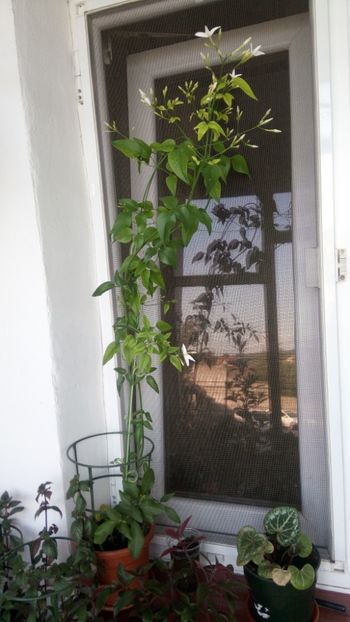  - Iasomie de cameră