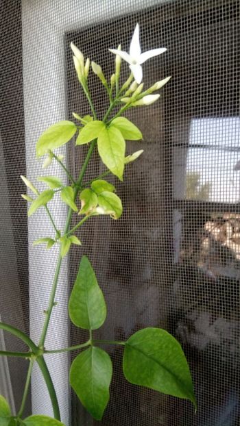  - Iasomie de cameră