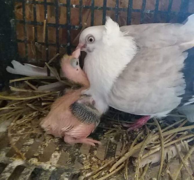 received_842958102561287 - 5-Jucatori de Amara