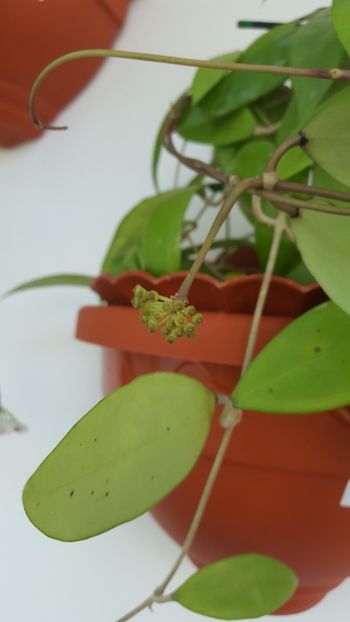  - Hoya verticillatta