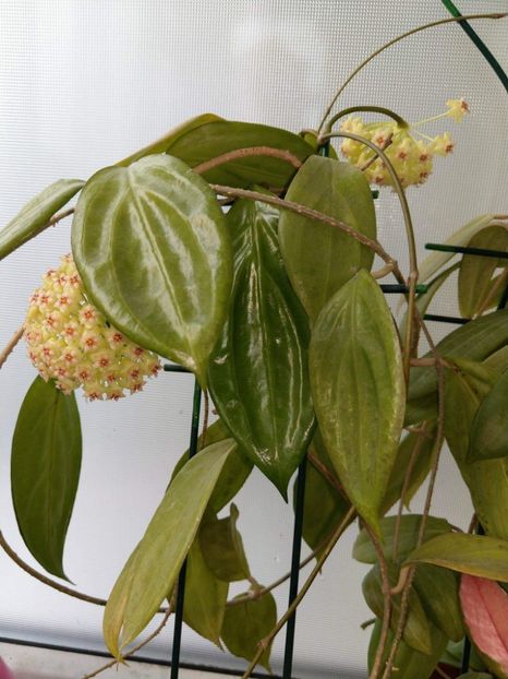 received_1037619136387281 - Hoya sp ut 033