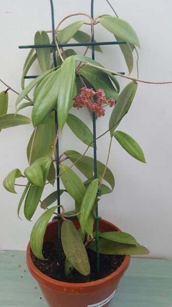  - Hoya soligamiana