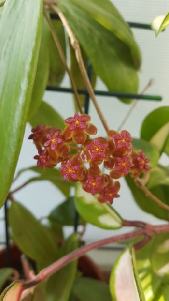  - Hoya soligamiana