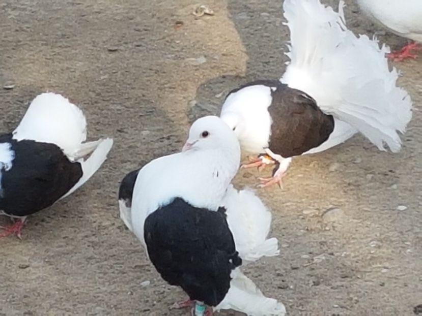 20180606_184737[1] - Voltatii capaciti