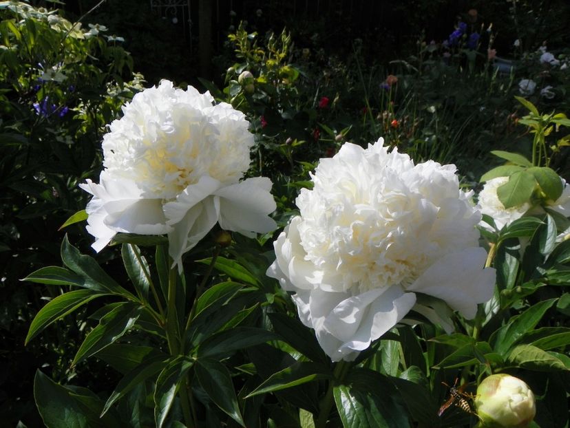 20 mai (17) - Bujori 2018