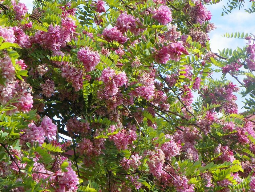 20 mai (48) - Copacei si arbusti 2018