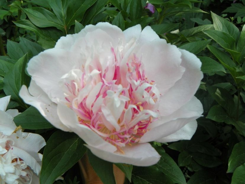 20 mai (52) - Bujori 2018