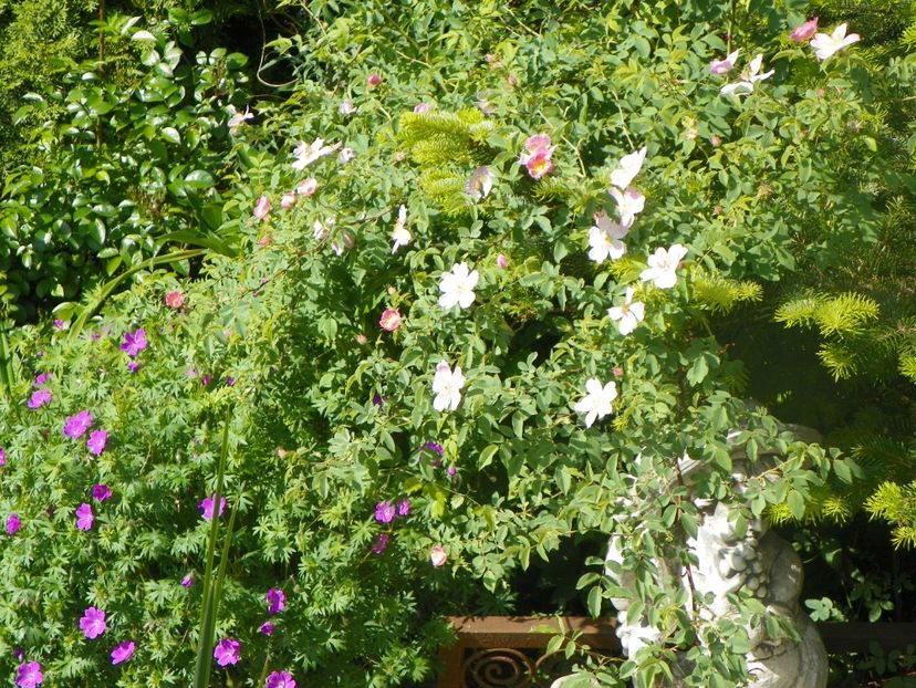 20 mai (22) - Geranium 2018