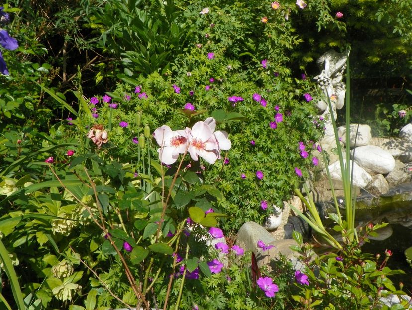 20 mai (29) - Geranium 2018