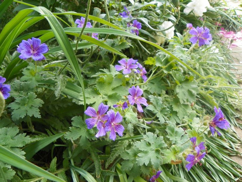 20 mai (69) - Geranium 2018