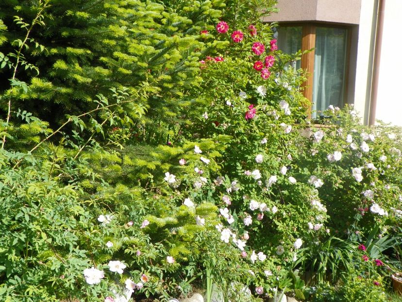 20 mai (28) - Gradina 2018