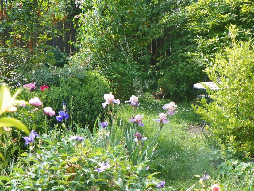 20 mai (82) - Gradina 2018