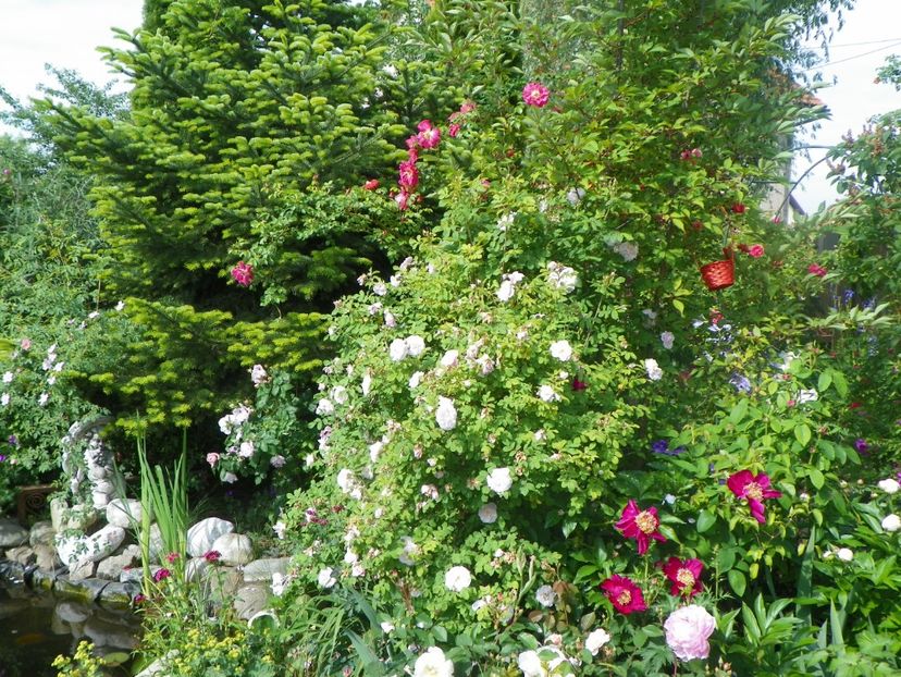 20 mai (88) - Gradina 2018