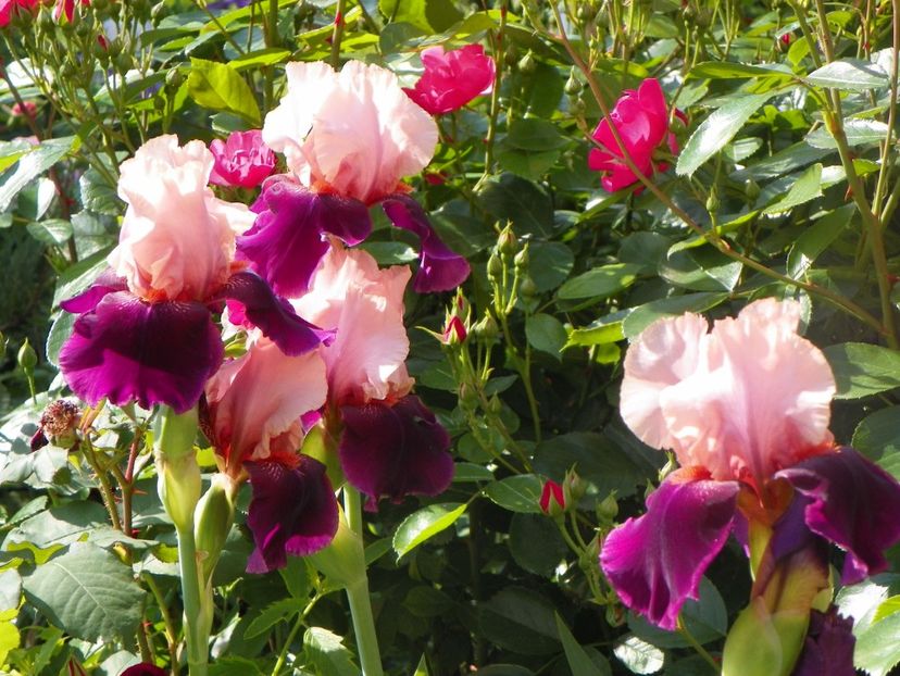 20 mai (4) - Irisi 2018