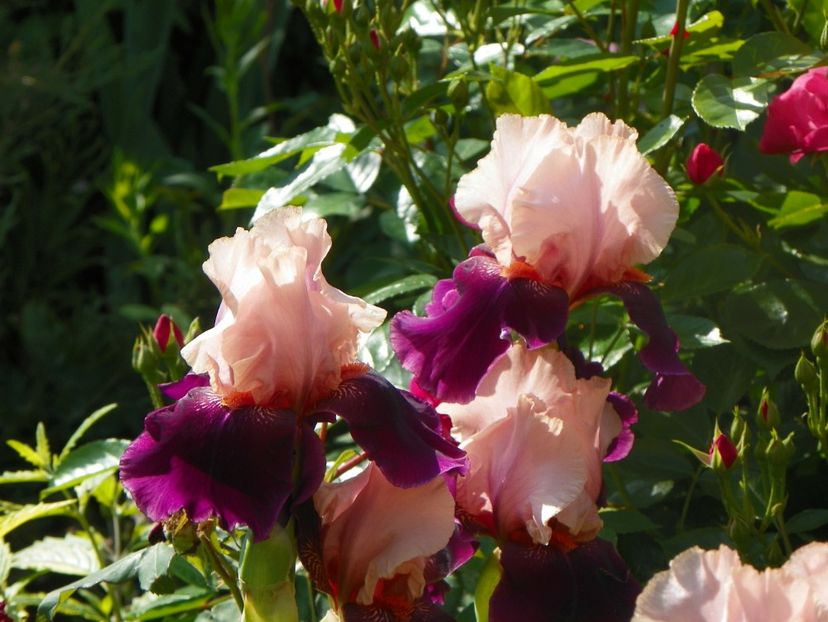 20 mai (5) - Irisi 2018