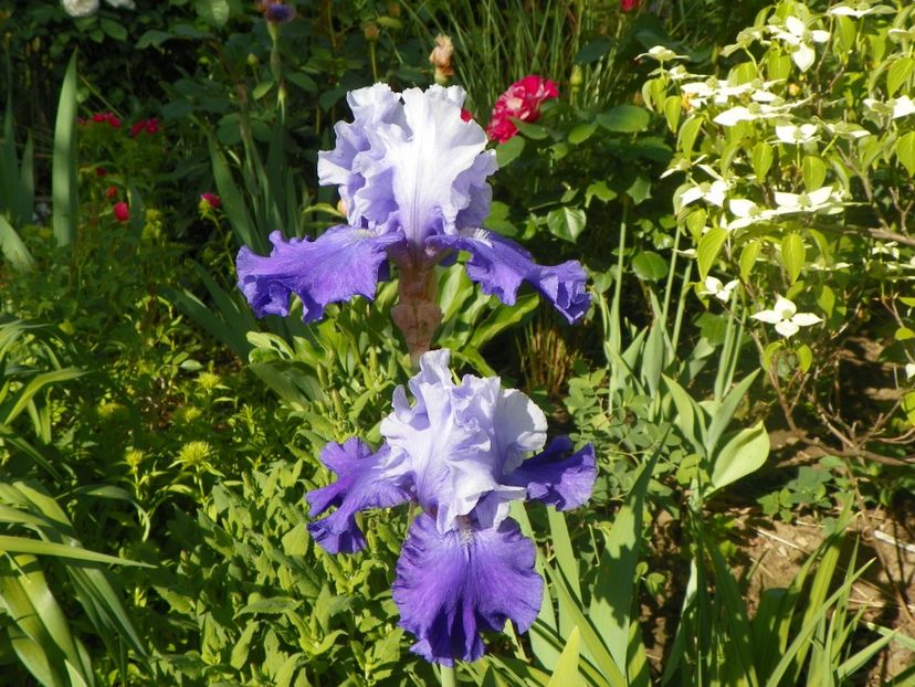 20 mai (11) - Irisi 2018