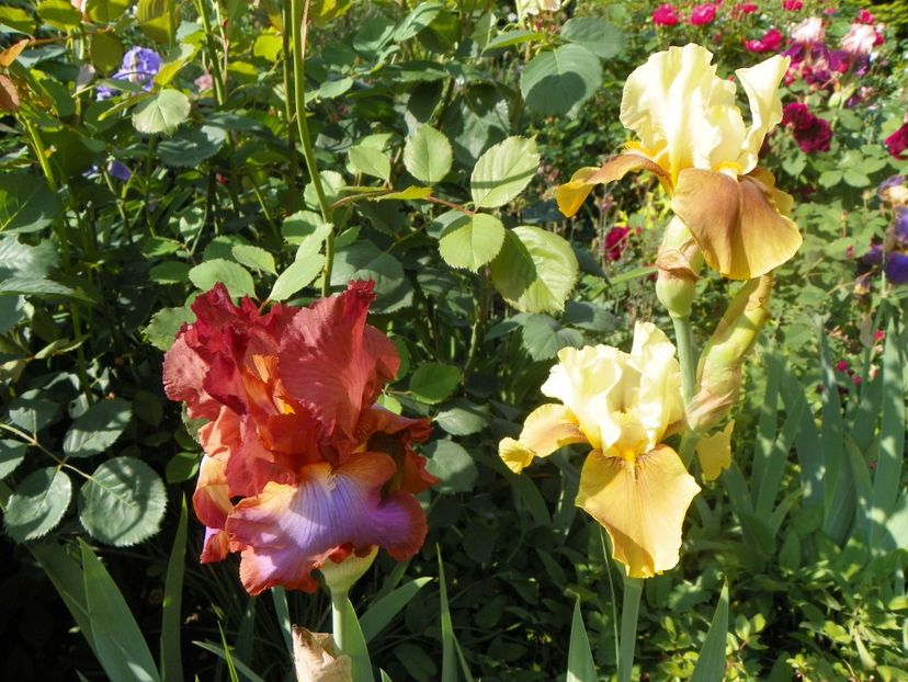 20 mai (15) - Irisi 2018