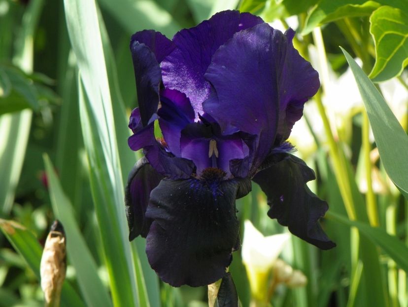 20 mai (43) - Irisi 2018