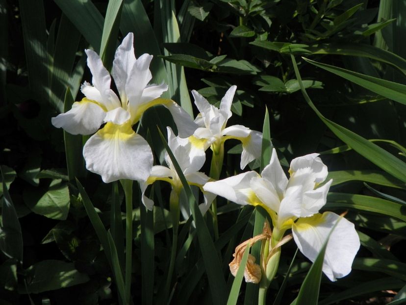 20 mai (44) - Irisi 2018