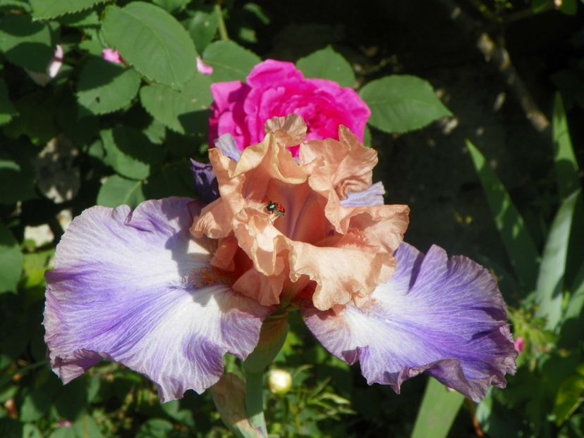 20 mai (53) - Irisi 2018