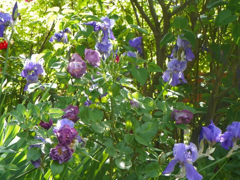 20 mai (65) - Irisi 2018