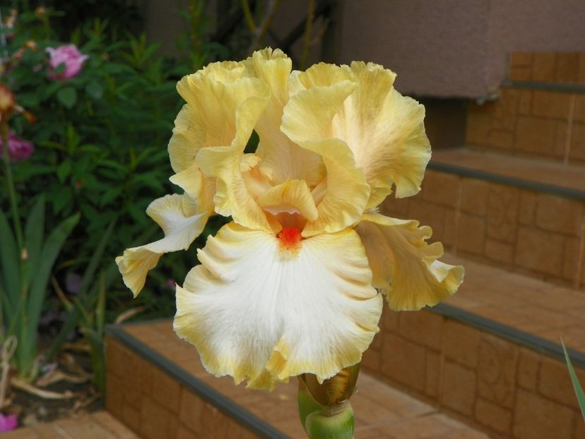 20 mai (79) - Irisi 2018