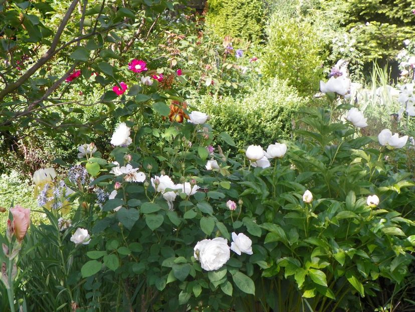 20 mai (12) - Primavara 2018