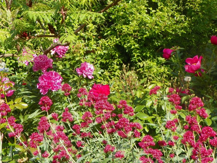 20 mai (14) - Primavara 2018