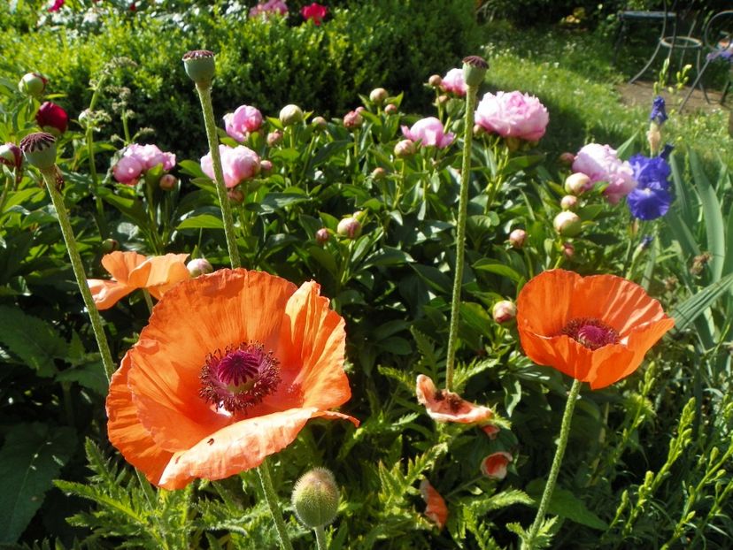 20 mai (19) - Primavara 2018