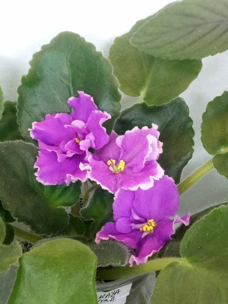 1 iunie - ZZ EK Russkaya Krasavitsa