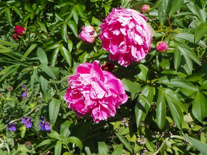 24 mai (10) - Bujori 2018