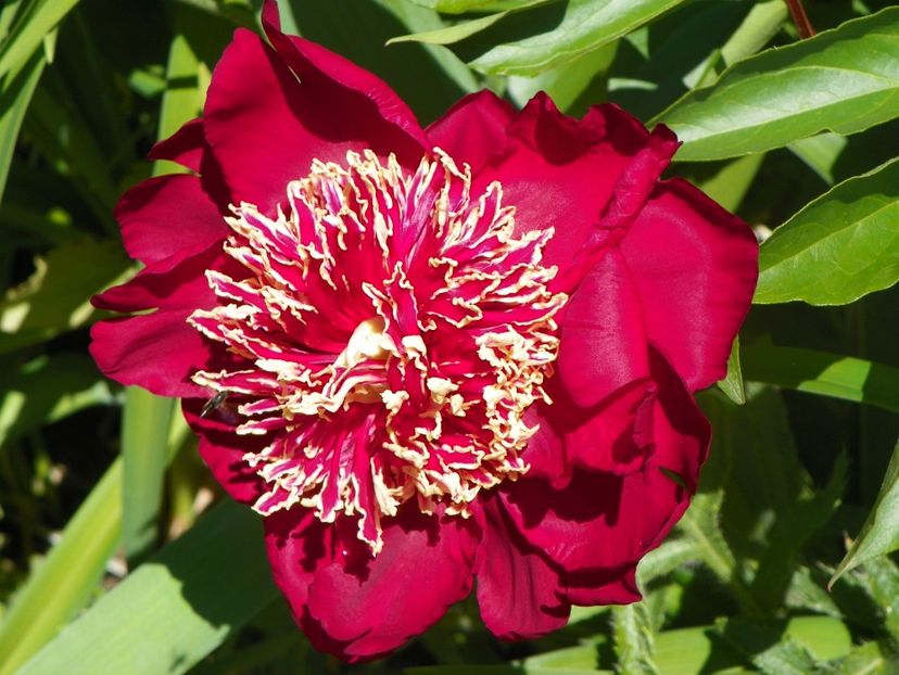 24 mai (11) - Bujori 2018