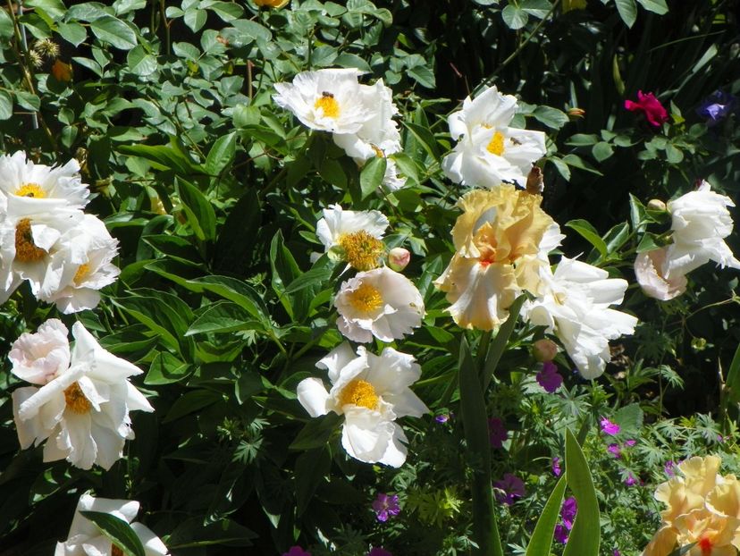 24 mai (14) - Bujori 2018