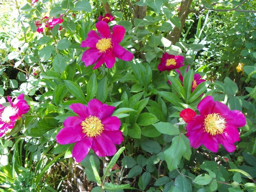 24 mai (39) - Bujori 2018