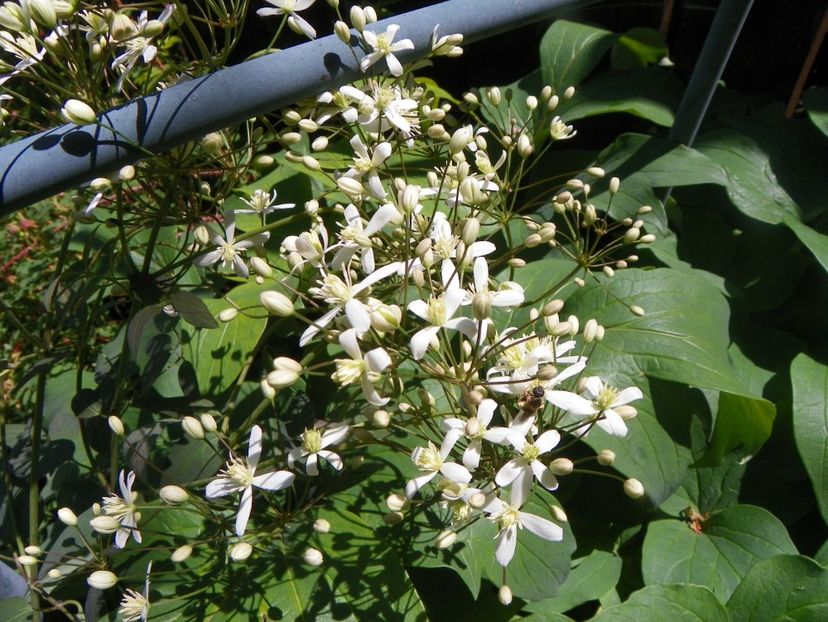 24 mai (36) - Clematite 2018