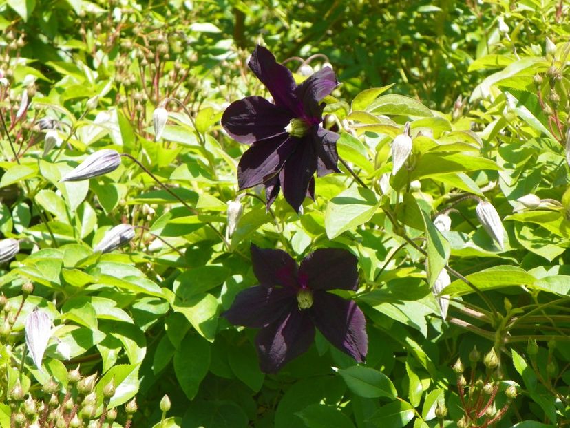 24 mai (62) - Clematite 2018