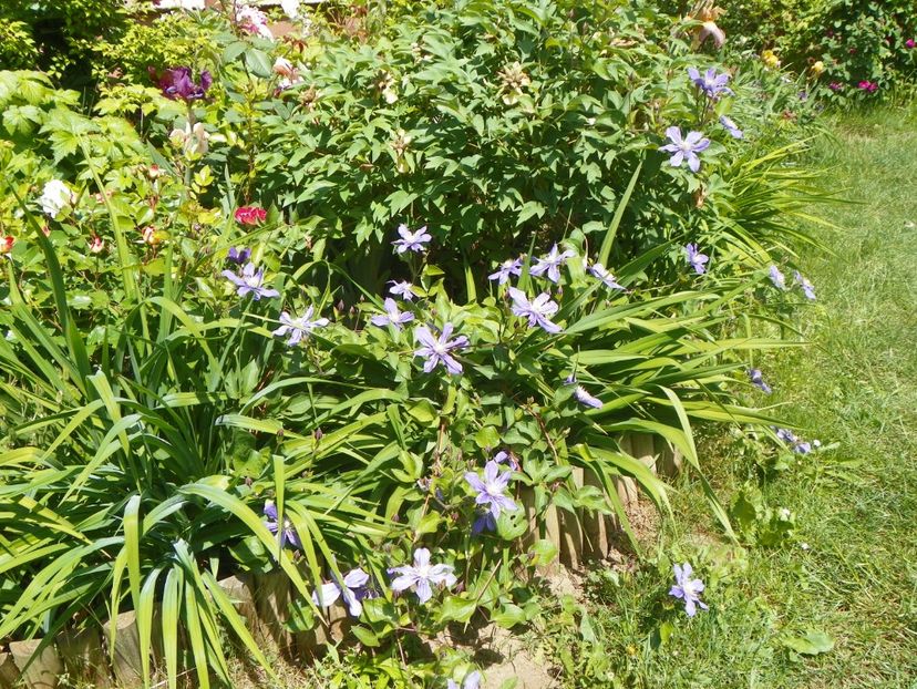 24 mai (157) - Clematite 2018