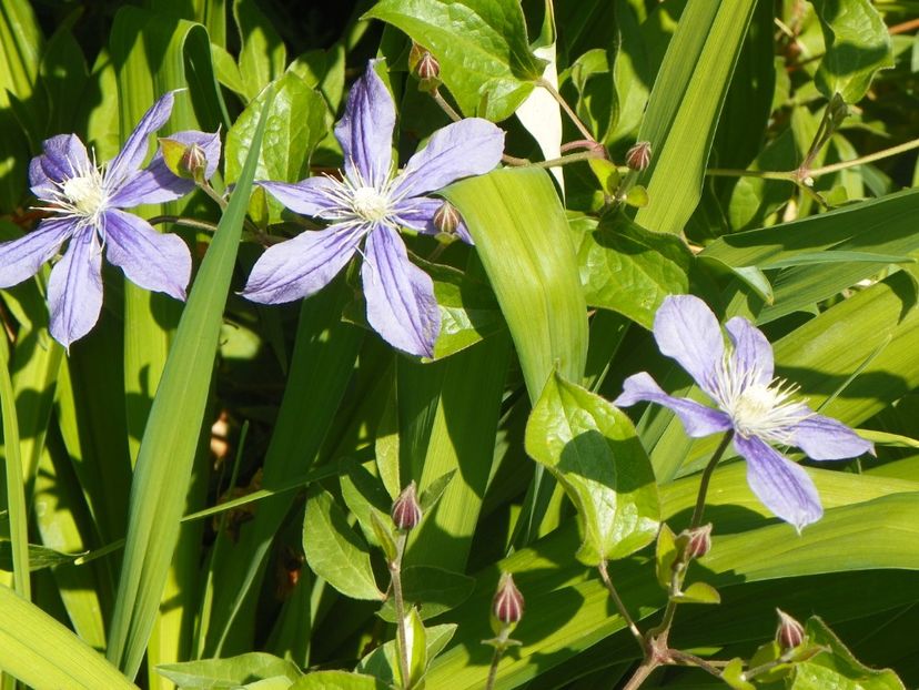 24 mai (158) - Clematite 2018