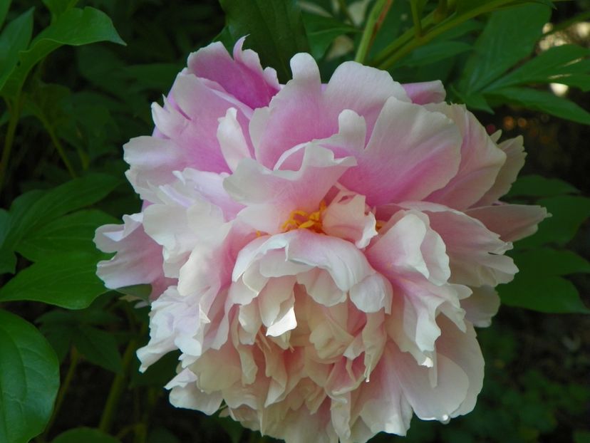 24 mai (78) - Bujori 2018