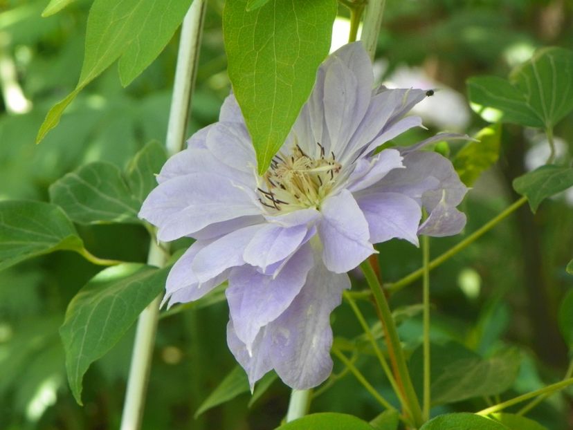 24 mai (177) - Clematite 2018