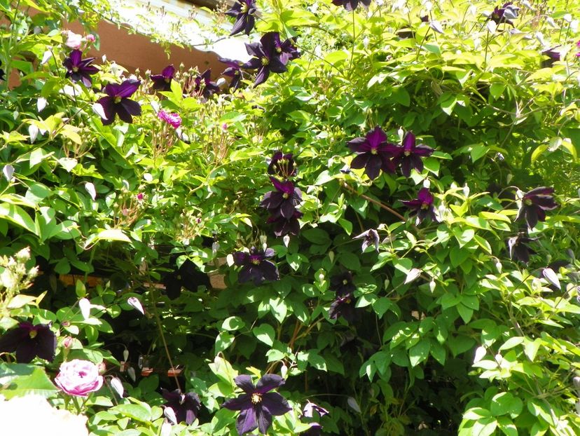 24 mai (213) - Clematite 2018