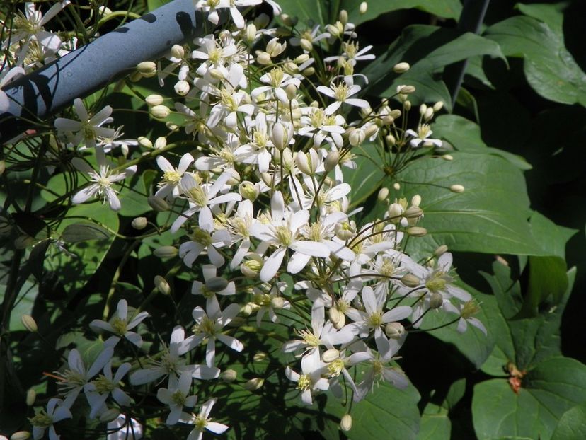 24 mai (233) - Clematite 2018